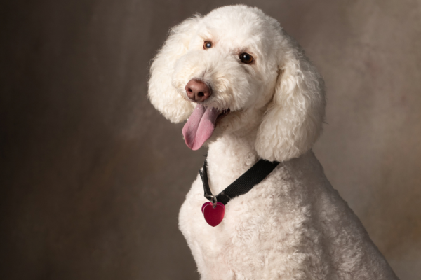 A white, curly-haired dog with a fluffy tail sits on a wooden box, wearing a black collar with a red heart tag. Much like the attention to detail shown by aesthetic specialists in Colorado Springs, the dog’s grooming is immaculate as it looks forward with its mouth open and tongue out, posed against a neutral studio backdrop.