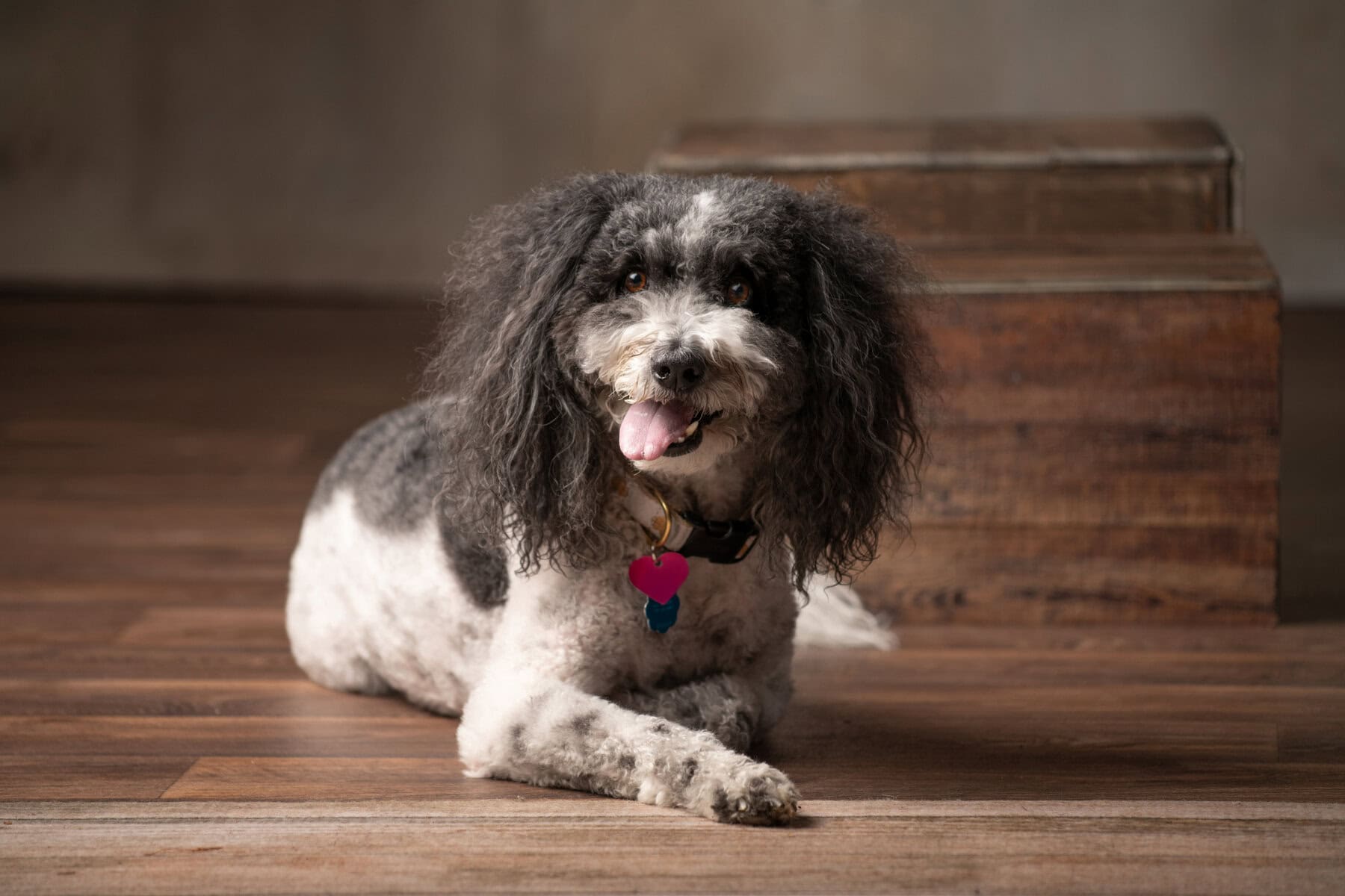 A curly-haired black and white dog with a pink heart-shaped tag lies on a wooden floor, looking at the camera with its tongue out—bringing a playful charm that would delight even aesthetic specialists in Colorado Springs. Wooden steps are in the background.